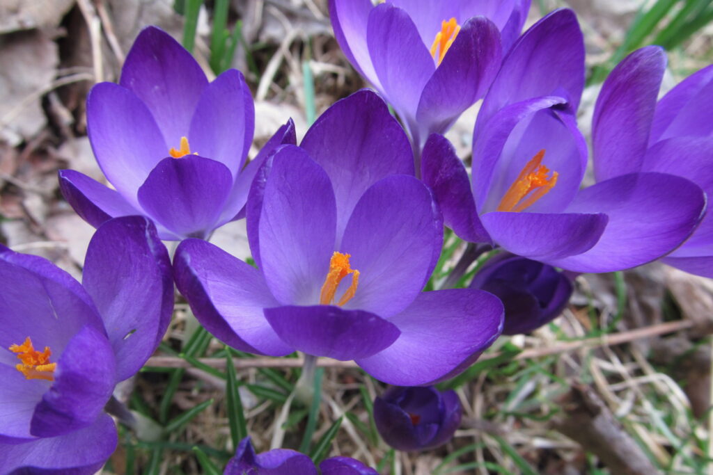 Purple crocuses