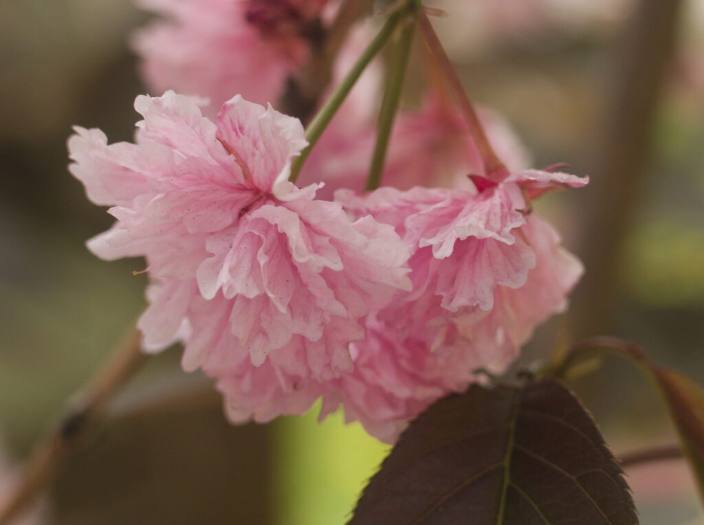 Double cherry