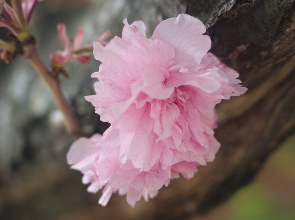 Cherry blossom, doubled