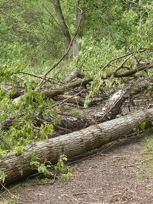 Fallen trees