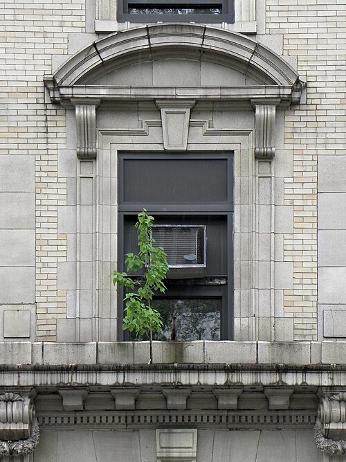 Window with tree