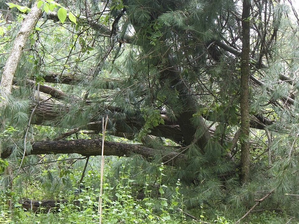 Fallen trees