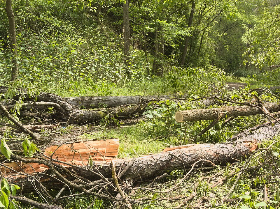 Fallen trees