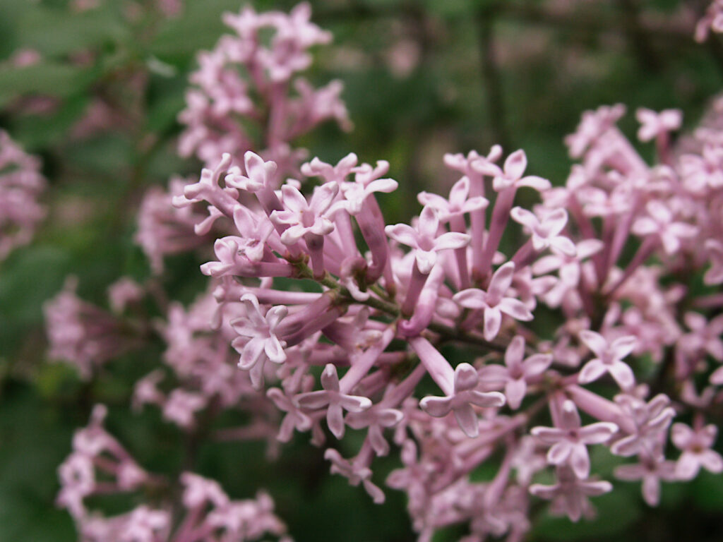 Korean Lilac