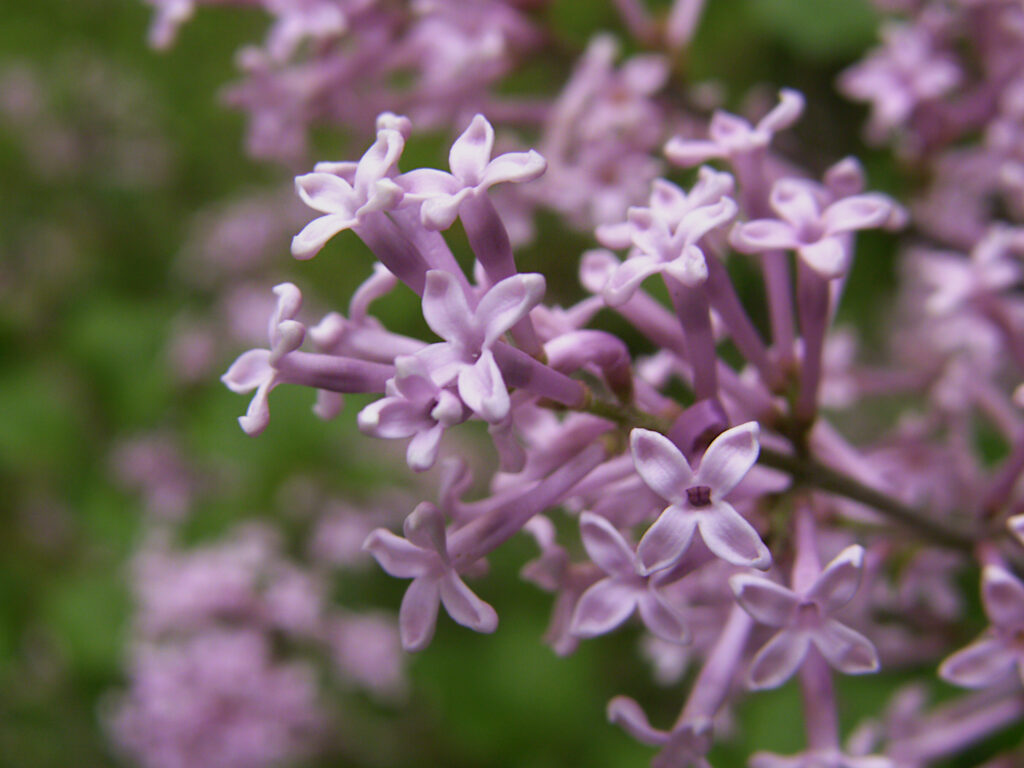Korean lilac close up