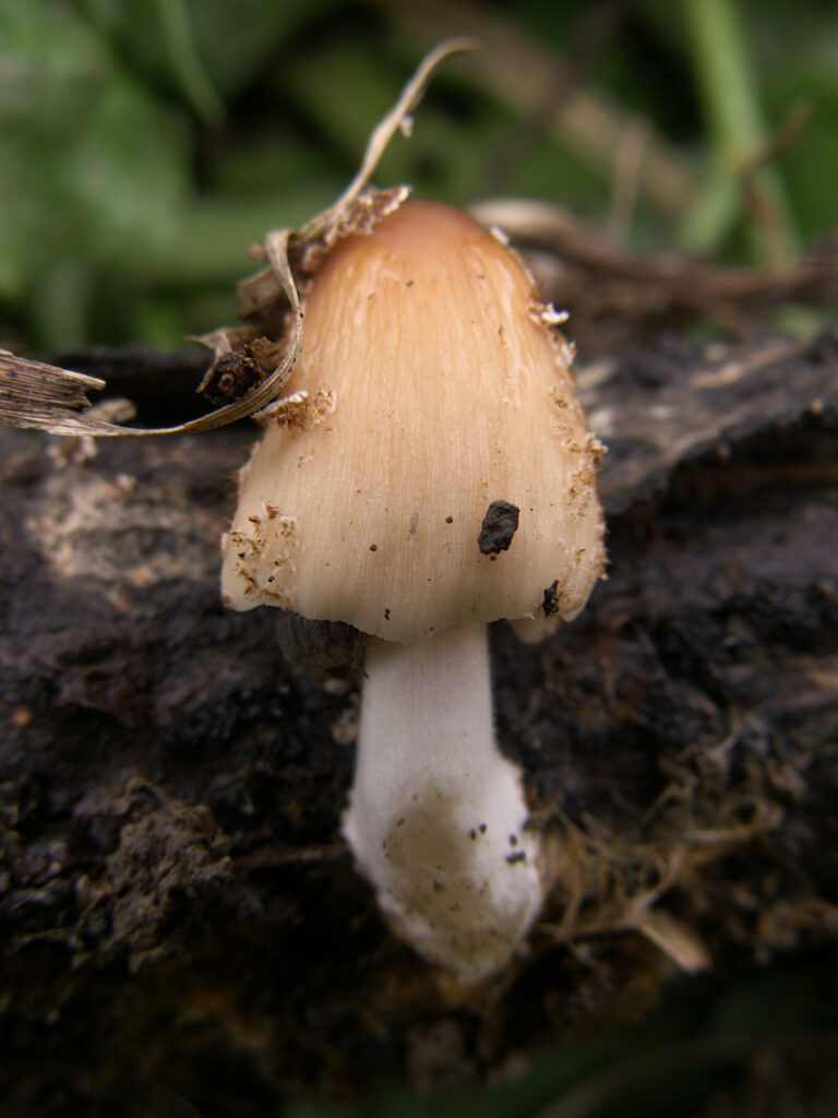 Tiny mushroom