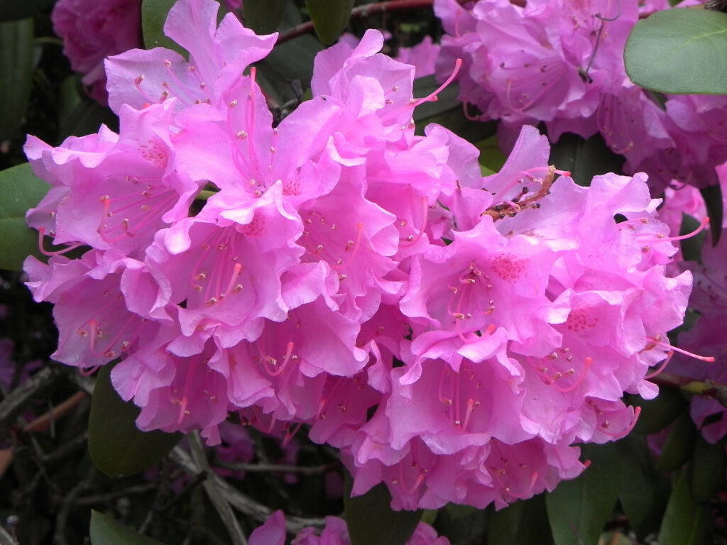 Pink rhododendron