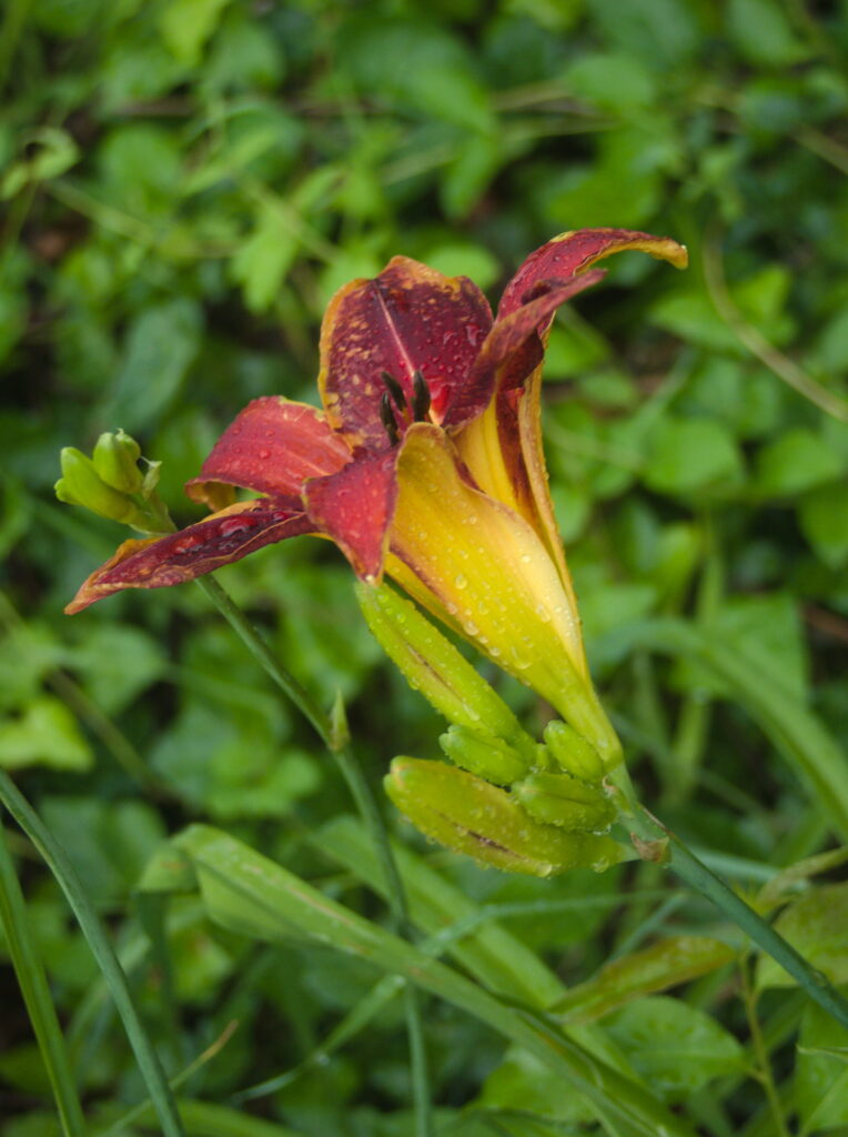 Daylily flower with raindrops
