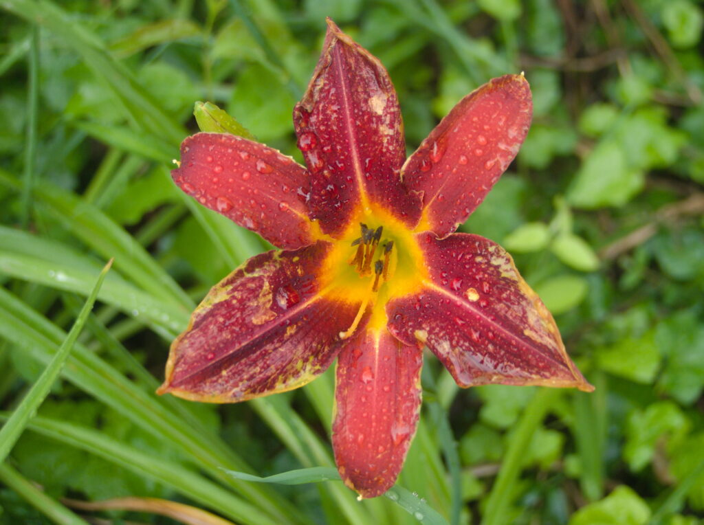 Daylily flower with raindrops
