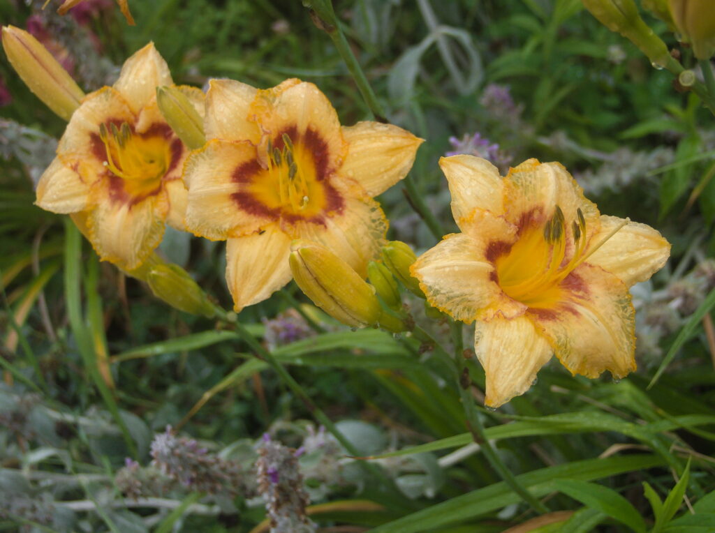 Daylily flower with raindrops