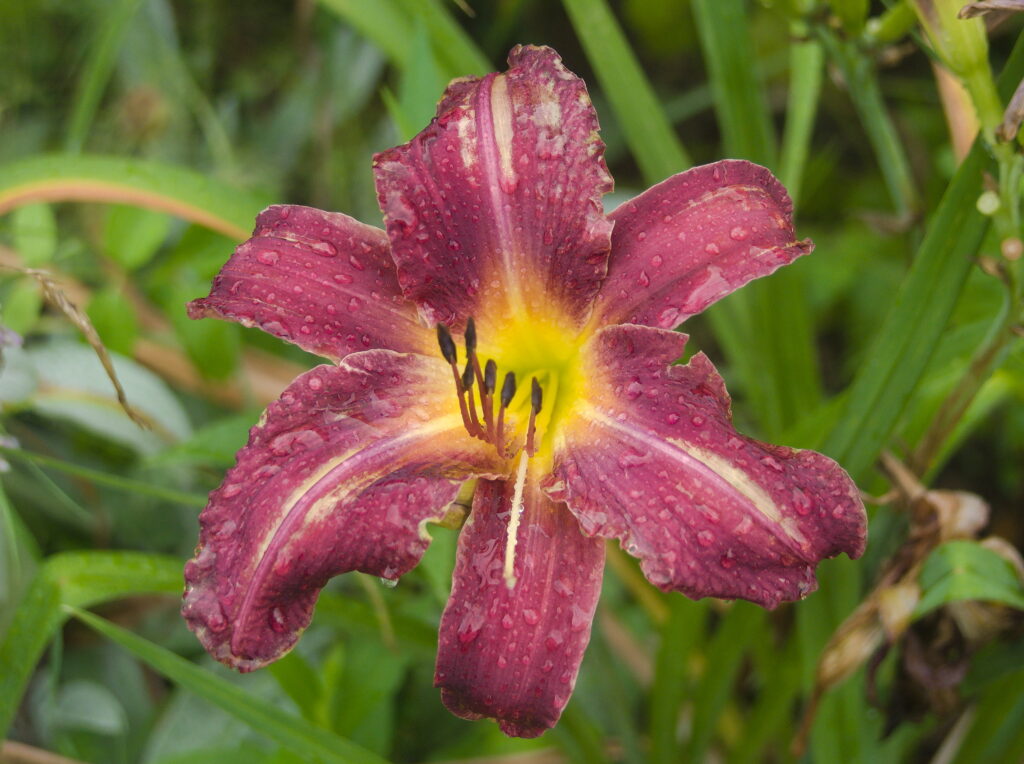 Daylily flower with raindrops