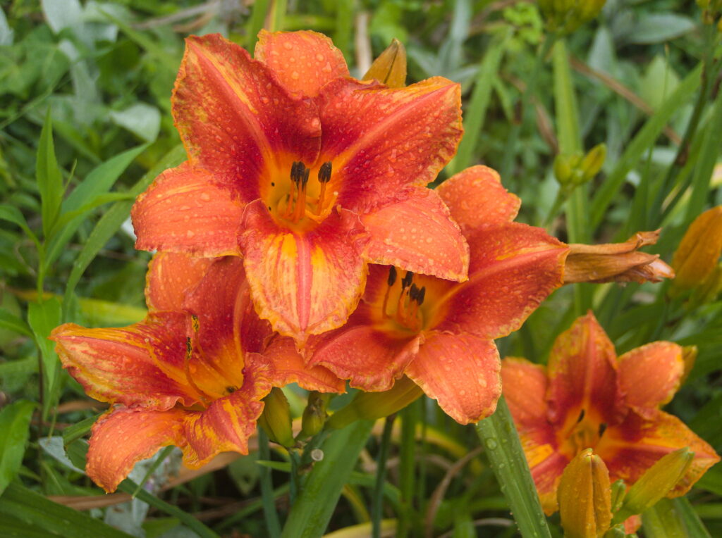Daylily flower with raindrops