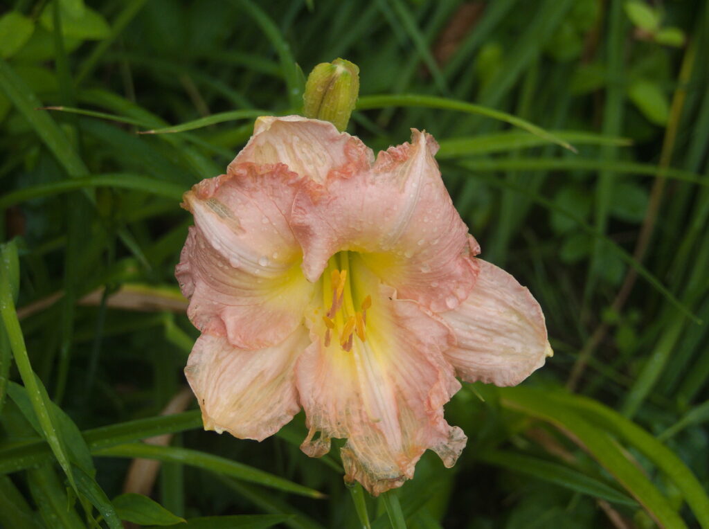 Daylily flower with raindrops