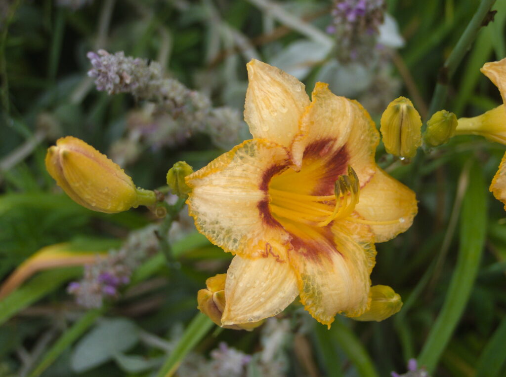 Daylily flower with raindrops