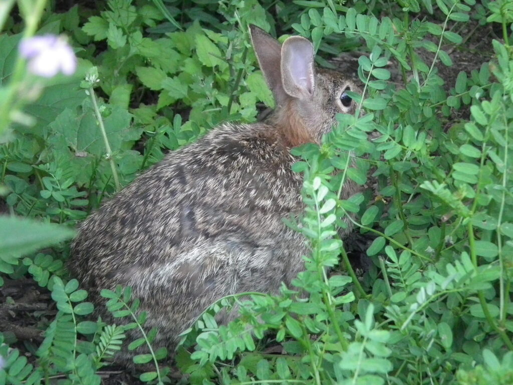 Eastern Cottontail