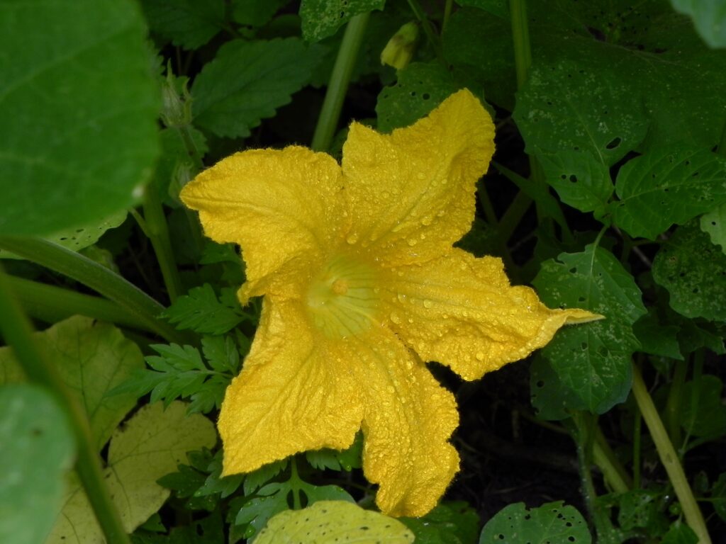 Wet pumpkin blossom