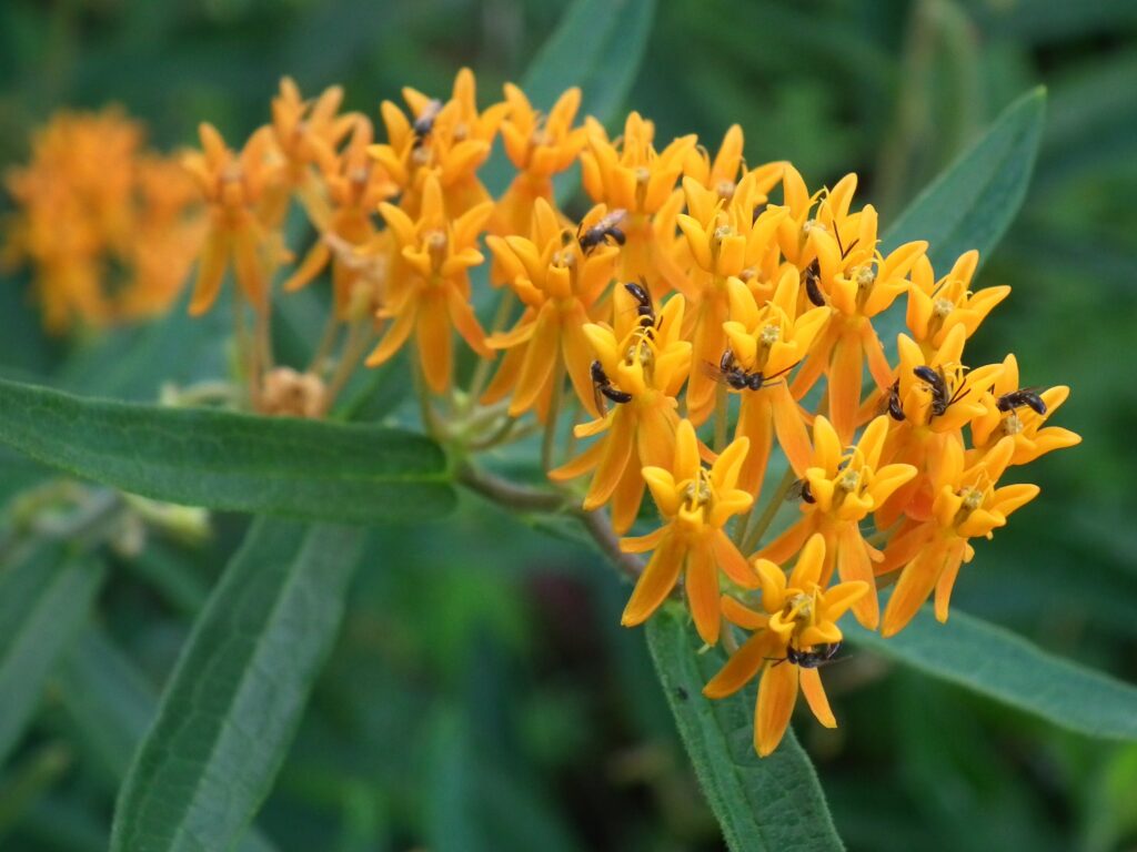 Butterfly Weed (Asclepias tuberosa) blooming in the Beechview neighborhood of Pittsburgh