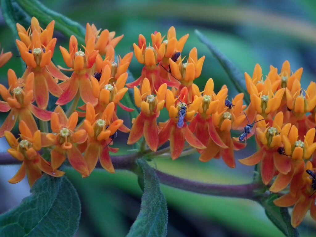 Butterfly Weed (Asclepias tuberosa) blooming in the Beechview neighborhood of Pittsburgh