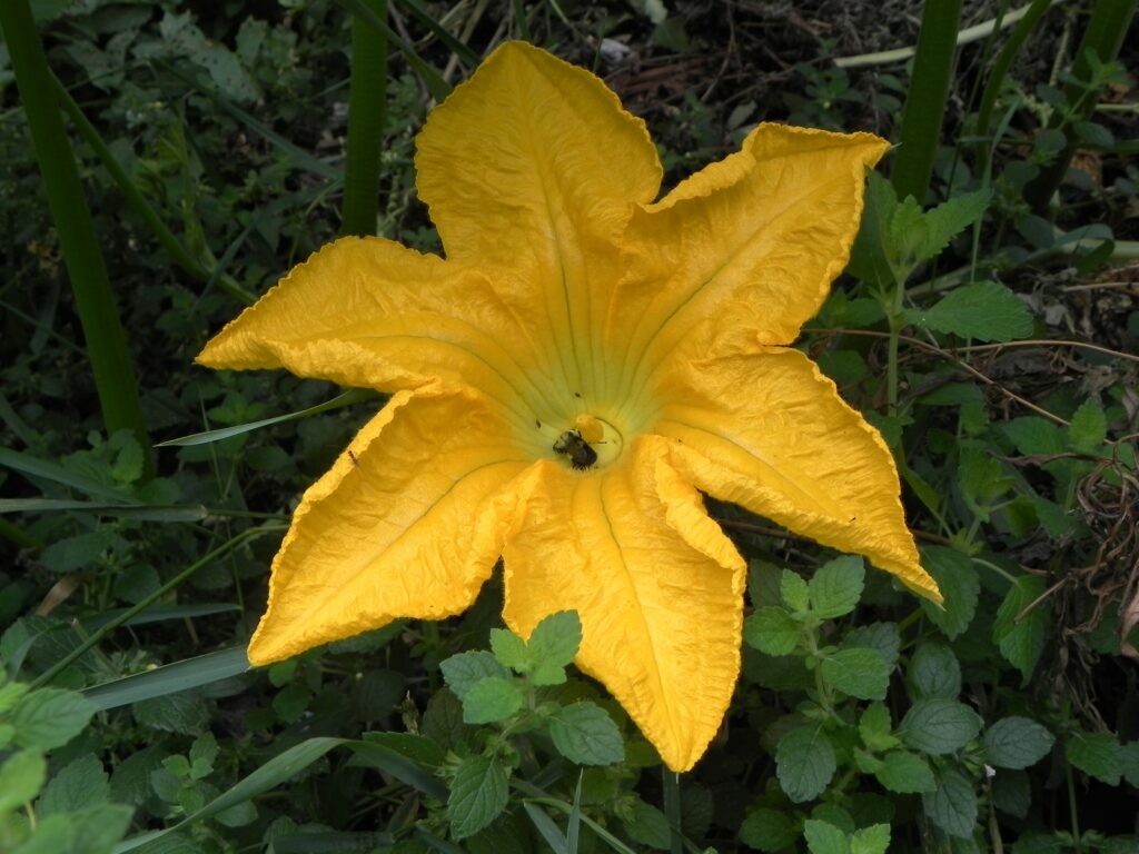 Pumpkin blossom
