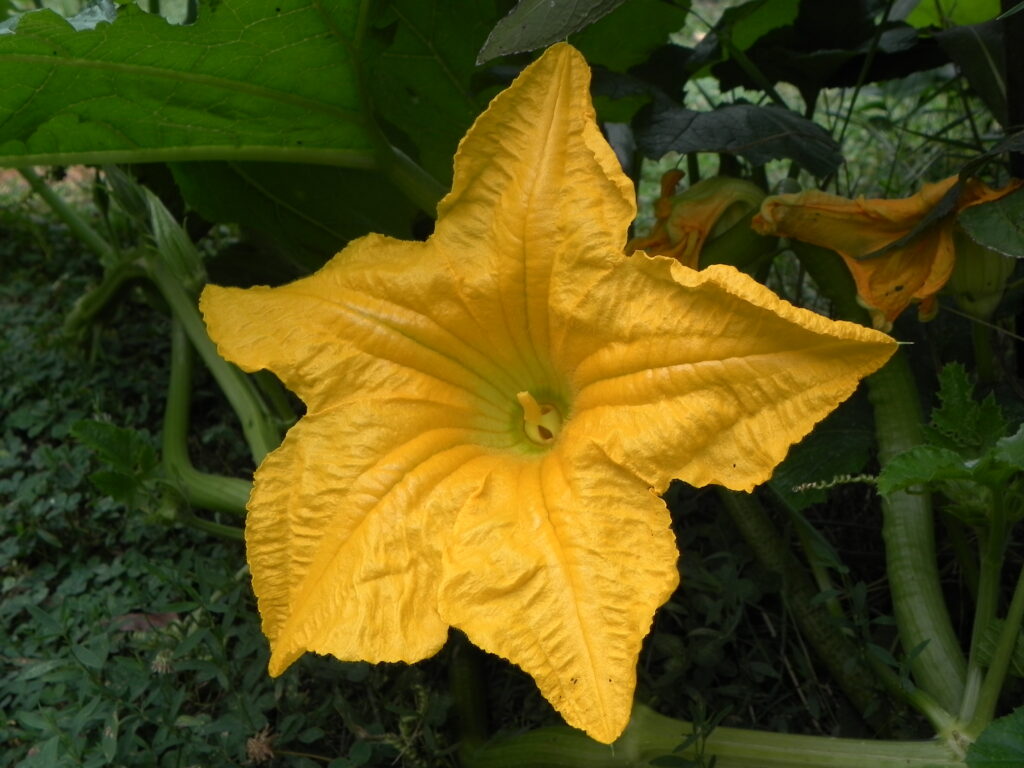 Pumpkin blossom