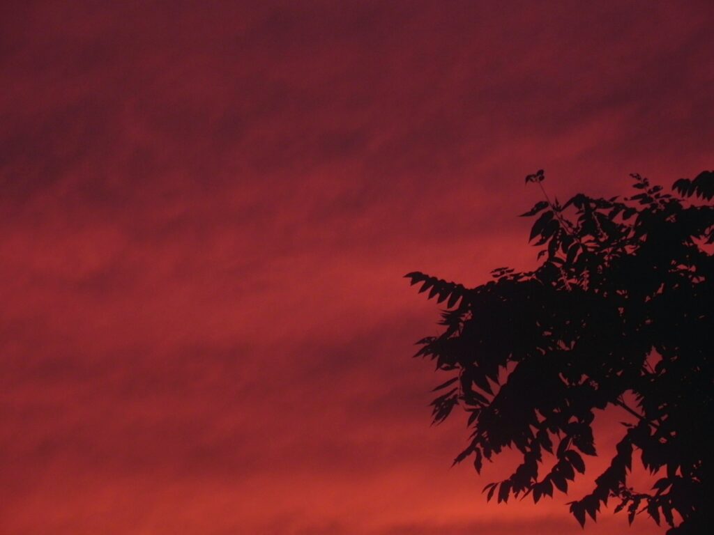 Sunset with a Pittsburgh Palm (Ailanthus altissima)