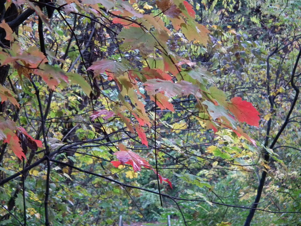 Maple leaves Maple leaves