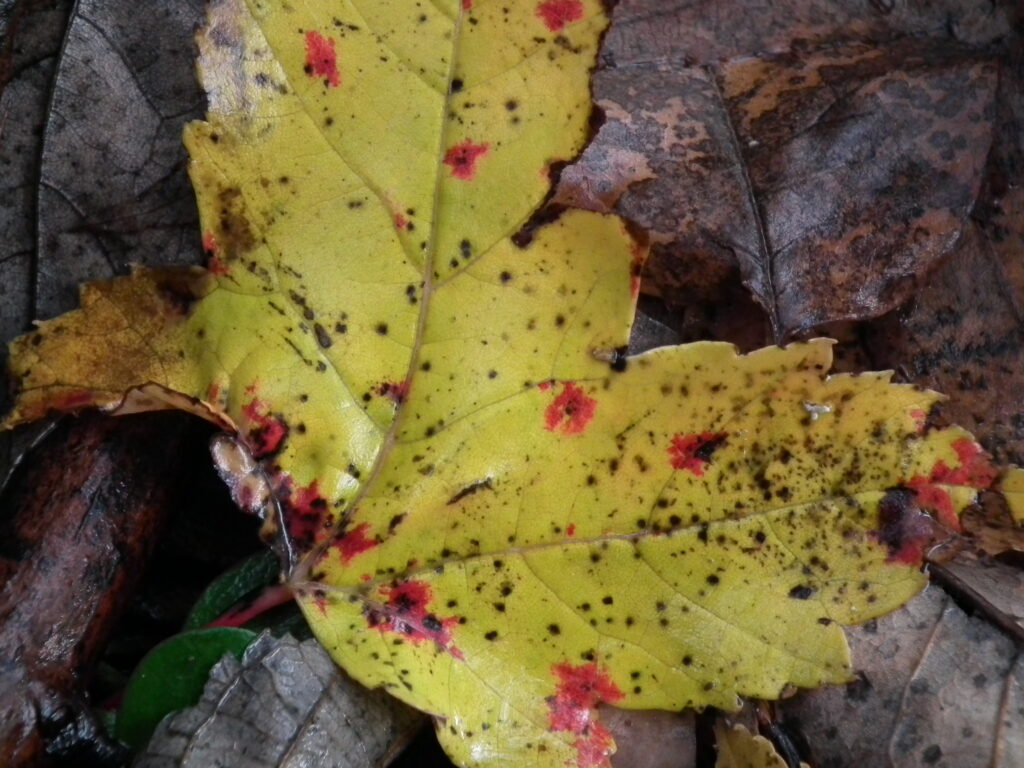 Fallen leaf Fallen leaf