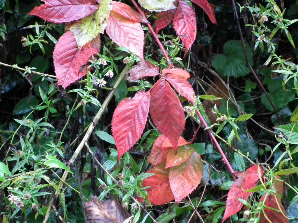 Blackberry leaves Blackberry leaves