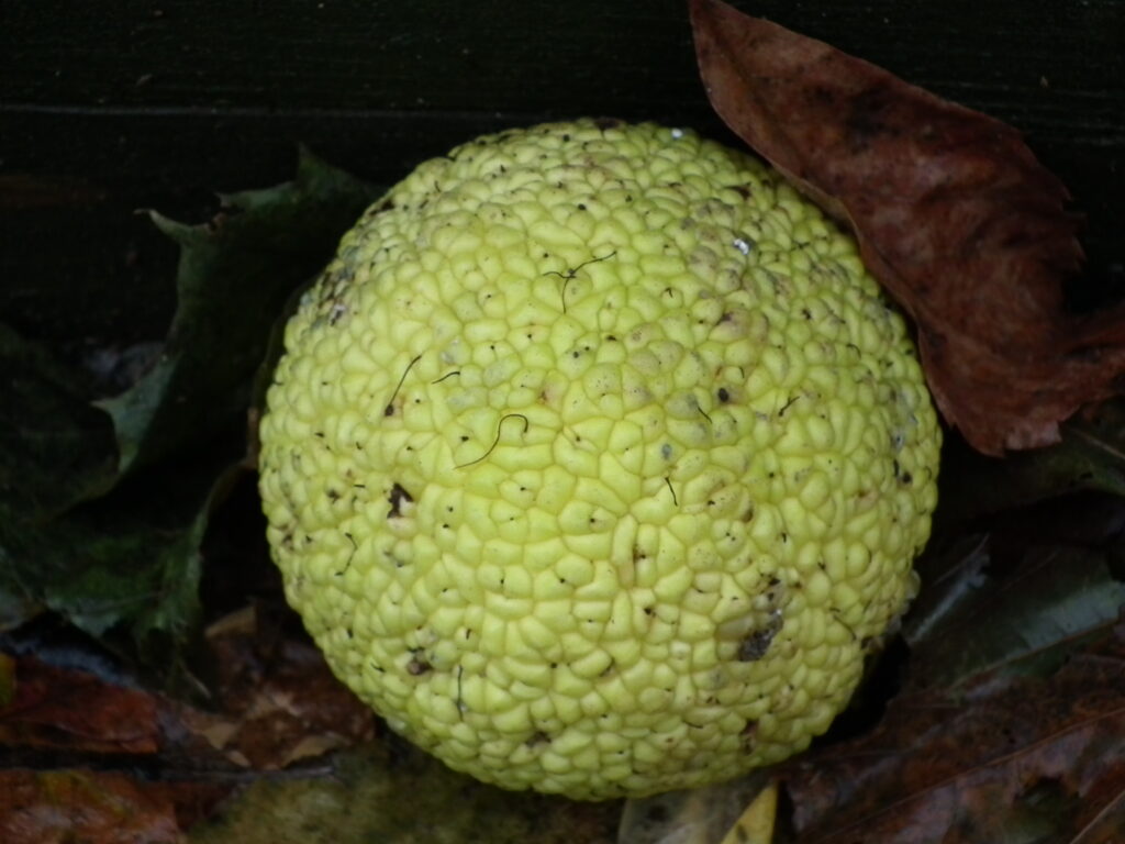 Osage orange Osage orange