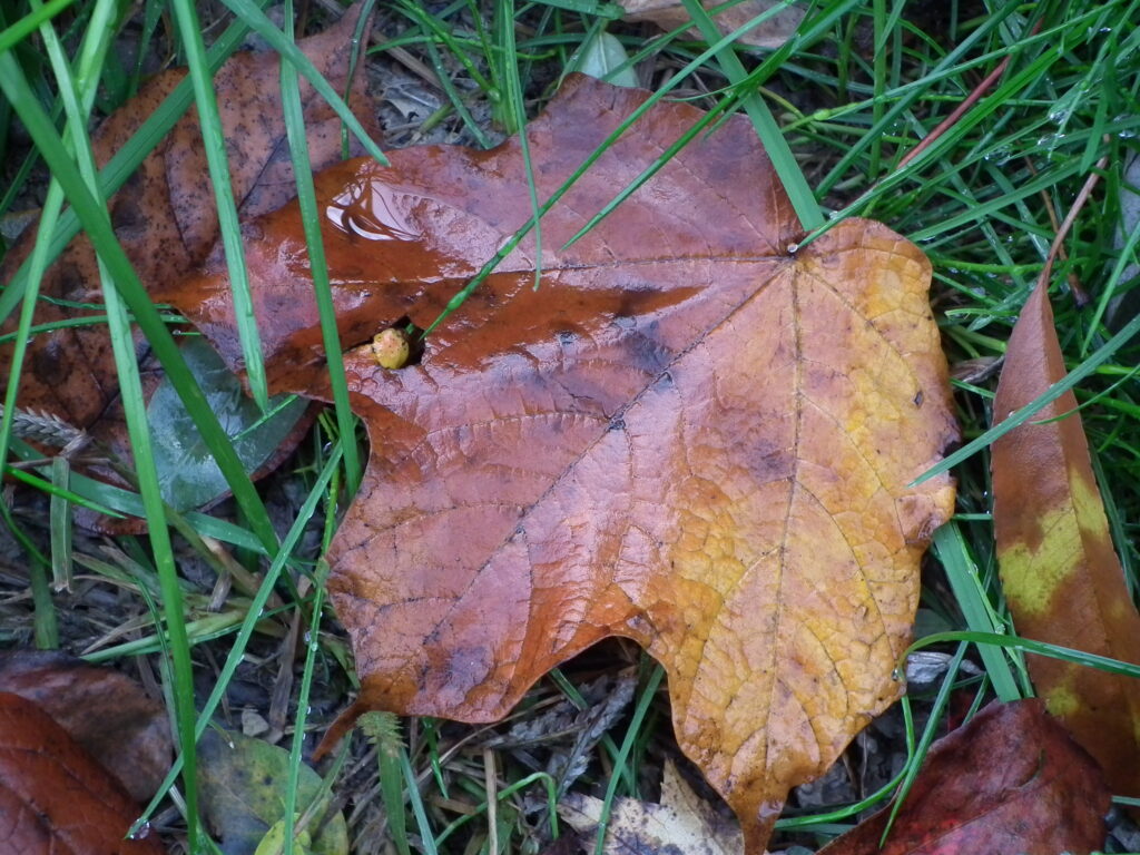 Fallen leaf Fallen leaf