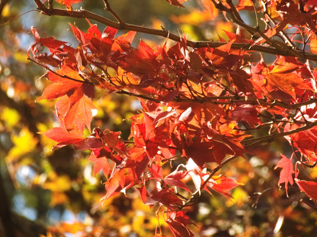 Japanese maple in fall color