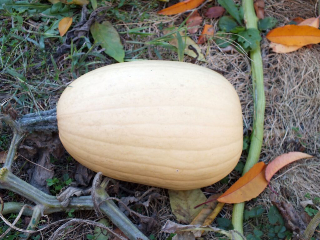 White pumpkin on the vine