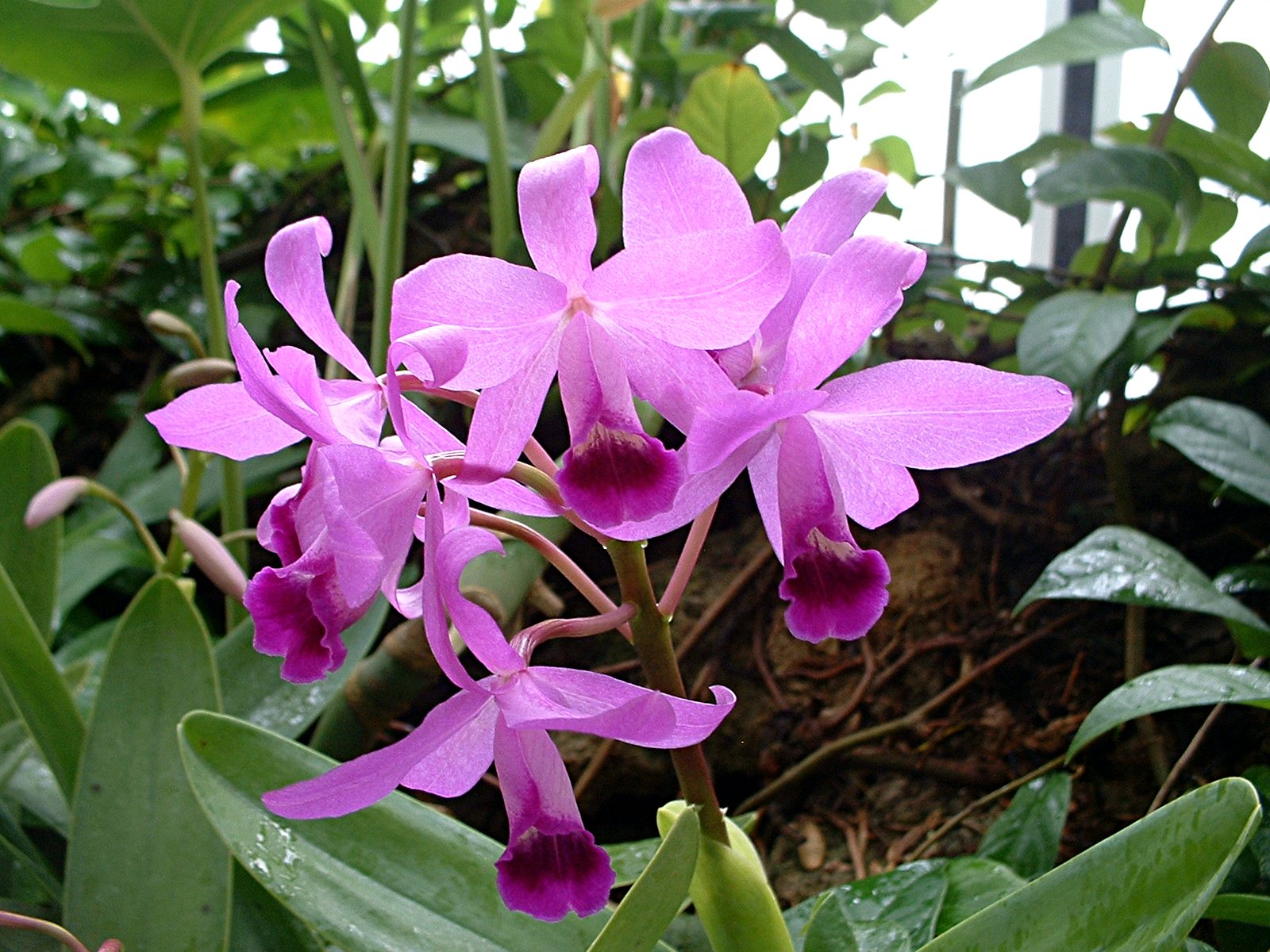 2011-09-30-Phipps-04-Guarianthe-bowringiana