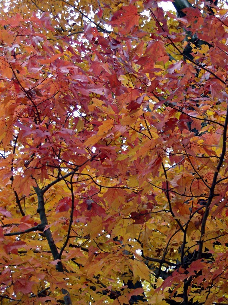 2011-10-30-Schenley-Park-02