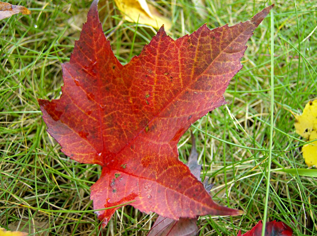 2011-10-30-Schenley-Park-03