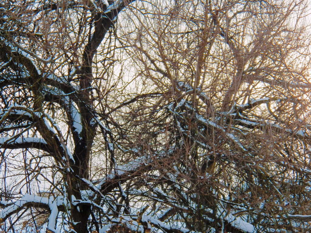 Tree with snow on its branches, backlit by late-afternoon sun