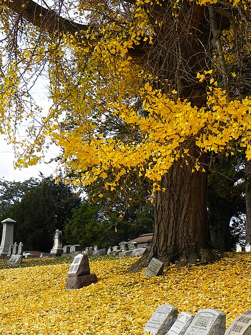 Fallen leaves