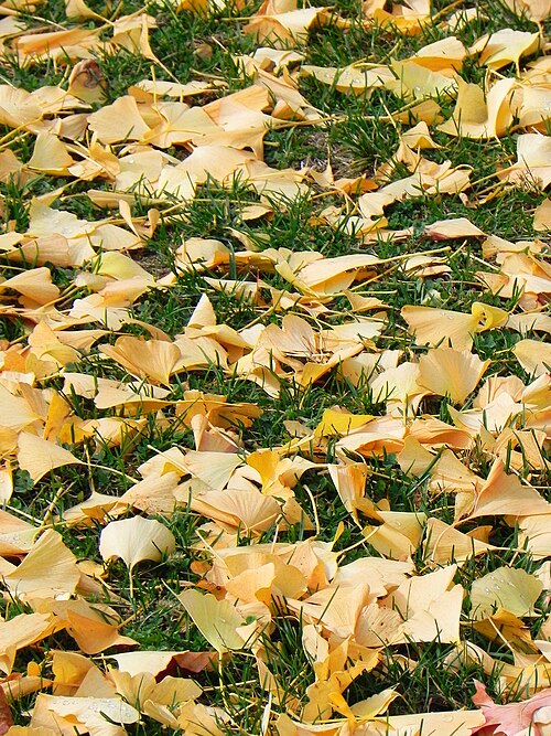 Ginkgo leaves