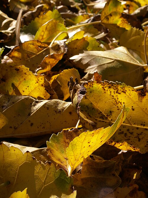 Fallen leaves of Hamamelis vernalis