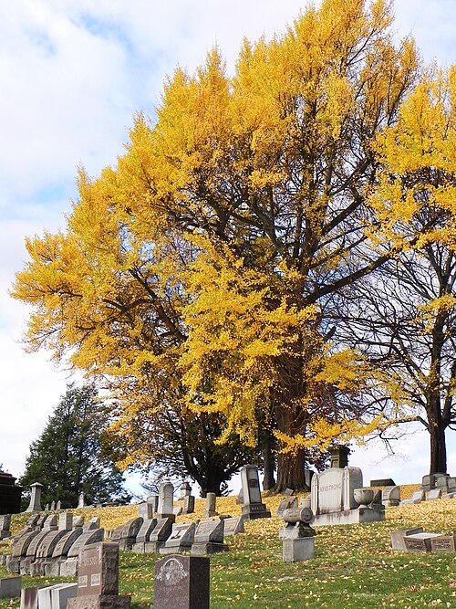Ginkgo biloba