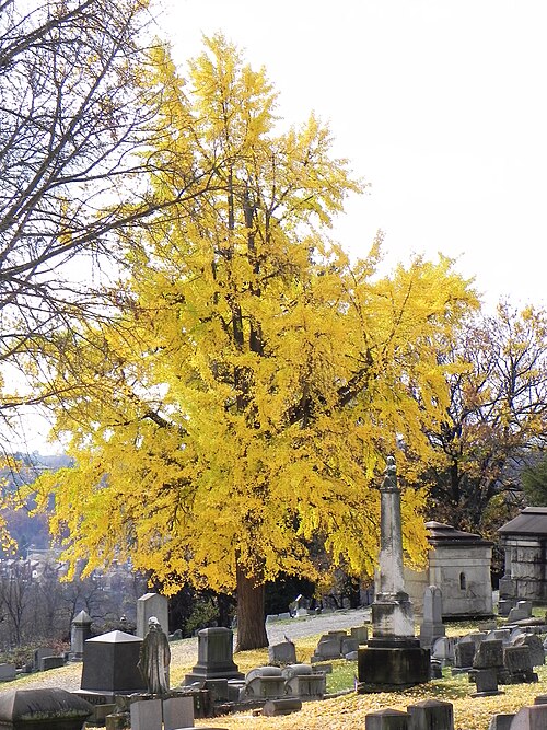 Ginkgo tree