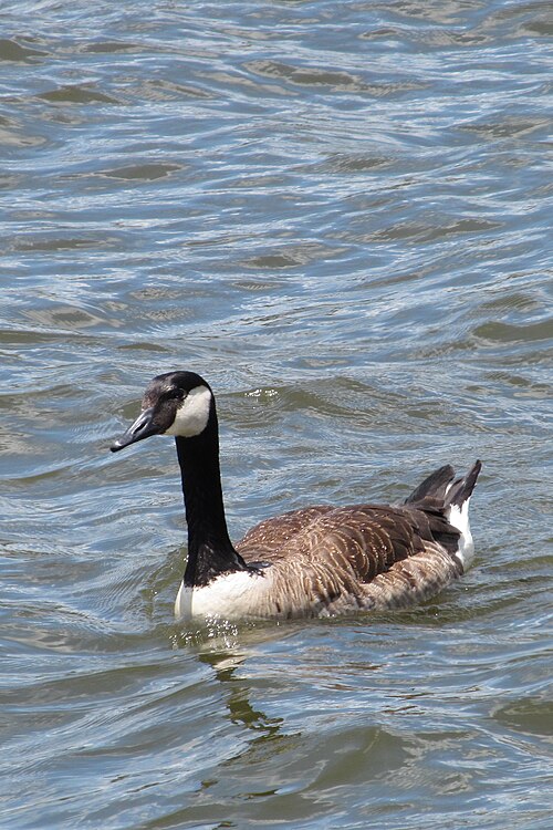 Goose at the Point