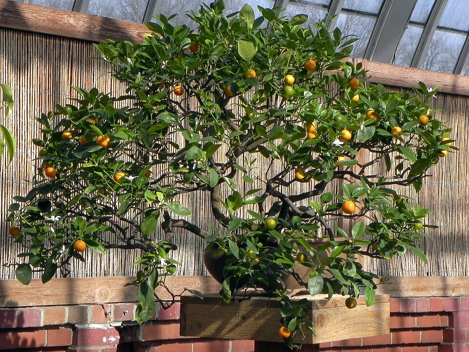 Bonsai Calamondin (Citrofortunella mitis)