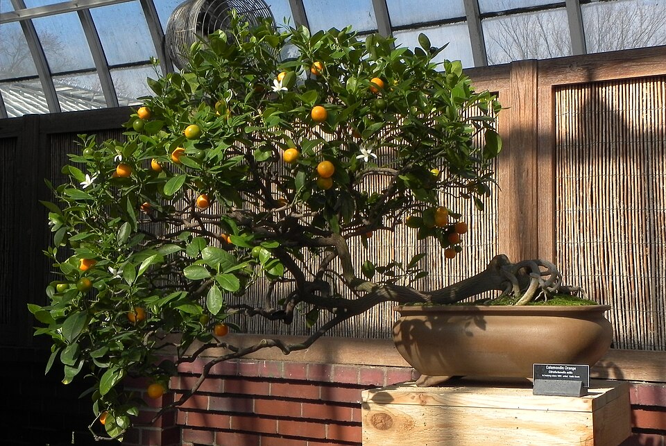 Bonsai Calamondin