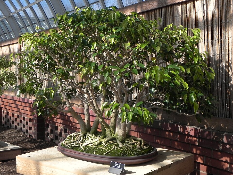 Bonsai Weeping Fig (Ficus benjamina)