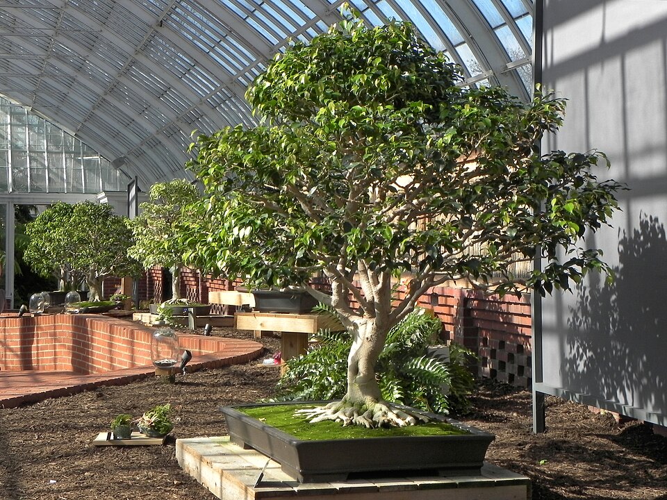 Bonsai trees in the Serpentine Room