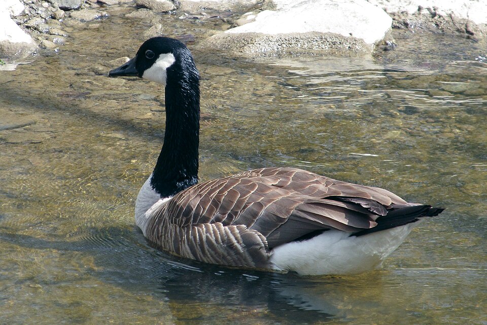 Canada goose
