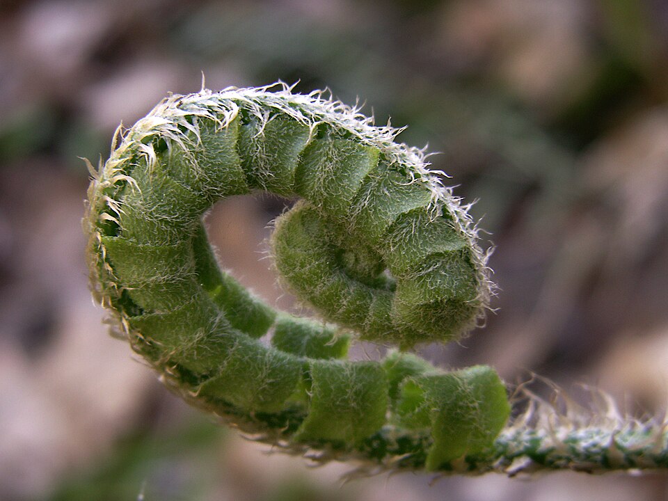 Fern fiddlehead