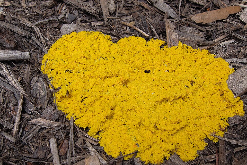 Yellow slime mold