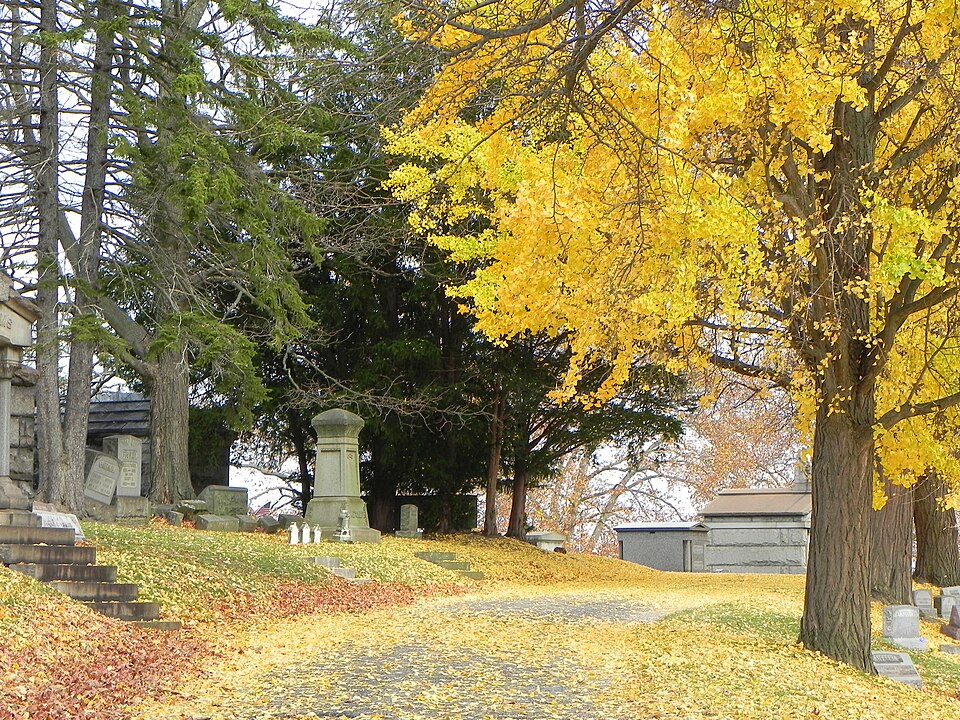 Ginkgo biloba in fall gold